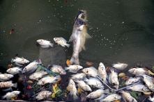 Nước hồ Tây có dấu hiệu ô nhiễm