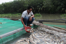 Bình Dương: Cá lồng bè chết trắng, dân thiệt hại hàng tỷ đồng