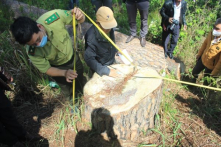 Quần thể thông cổ thụ bị triệt hạ ngay trung tâm Đà Lạt