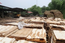 Doanh nghiệp kêu cứu khi ván bóc “rộng cửa” chảy sang Trung Quốc