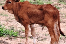 Thanh Hóa: Dịch viêm da nổi cục ở trâu, bò lan nhanh