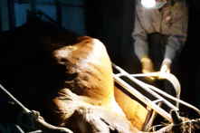 Hà Tĩnh: Dịch “chồng” dịch, nông dân lao đao trước hàng nghìn con trâu, bò, lợn ốm chết