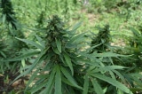 1024px Cannabis Ganja Farm 18460493035