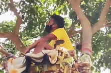 Ấn Độ: Chàng trai trẻ lên cây sống cách ly dịch