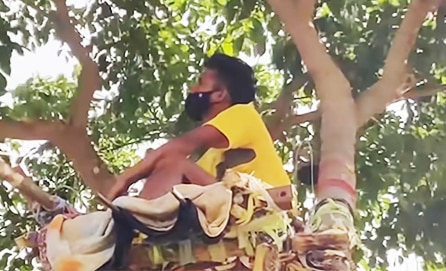 Ấn Độ: Chàng trai trẻ lên cây sống cách ly dịch