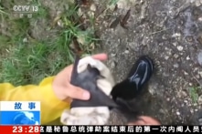 Nhân viên Phòng thí nghiệm Vũ Hán từng nói đã bị dơi cắn