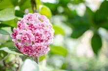 6 loại cây trồng mang hương thơm tự nhiên cho ngôi nhà bạn
