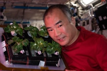 Các nhà khoa học NASA trồng thành công rau sạch trong không gian