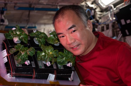 Các nhà khoa học NASA trồng thành công rau sạch trong không gian