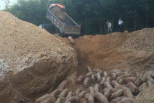 Quảng Trị: Tiêu hủy gần 1.000 con lợn nhập khẩu bị nhiễm dịch tả lợn Châu Phi