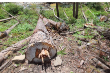 Kiểm lâm Gia Lai có dấu hiệu ‘nâng khống giá’ khi mua thiết bị bảo vệ rừng