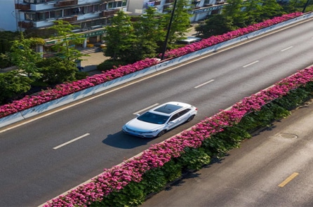 Hoa hồng nở rực rỡ dọc các con đường trên cao tại Hàng Châu