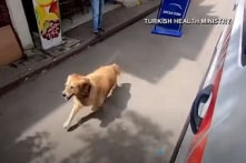 Chú chó trung thành đuổi theo xe cấp cứu chở cô chủ đến bệnh viện