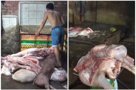 Dịch tả châu Phi đã “phủ” 30/34 tỉnh, thành; thịt lợn bệnh vẫn vào bàn ăn 