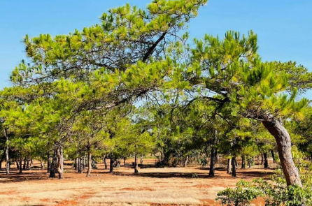 “Vét” rừng làm sân golf và bản thỉnh nguyện thư hơn 16.000 chữ ký