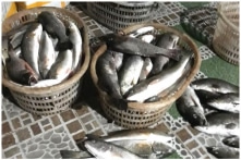 44 tấn cá chết ở Thanh Hóa: Người dân phát hiện nước chuyển đen, bốc mùi hôi thối