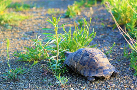 Chú rùa bỏ nhà ra đi, 1 năm chỉ đi được… 1 km