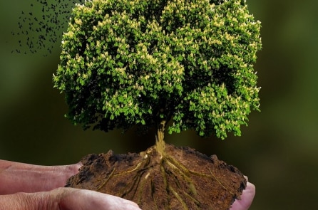 6 người đàn ông Ấn Độ cùng hợp sức cứu một cái cây