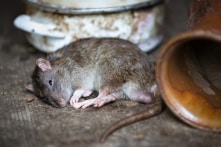 “Chuột đực mang thai” gây tranh cãi lớn, tác giả tuyên bố rút bài
