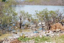 Hơn 30ha rừng ngập mặn ở Quảng Nam chết khô; xuất hiện rác dày đặc, bốc mùi hôi thối