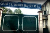 trai cai nghien bo la