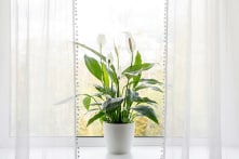 10 loài cây có thể hút ẩm trong nhà bạn