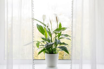 10 loài cây có thể hút ẩm trong nhà bạn