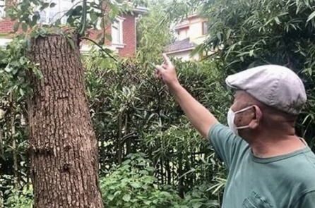 Người đàn ông bị phạt gần 500 triệu đồng vì tỉa cây do chính mình trồng