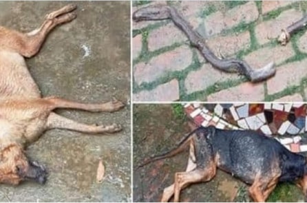 Hai chú chó xả thân quyết chiến với rắn độc suốt 2 giờ để bảo vệ chủ