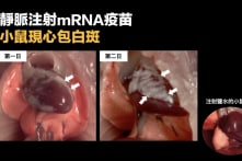 ĐH HK: Vắc-xin mRNA tiêm tĩnh mạch làm tổn thương tim của chuột