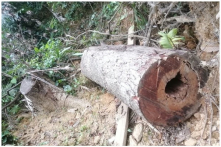 ‘Trích’ gần 200 triệu đồng tiền bảo vệ rừng: Ba cán bộ ở Thừa Thiên-Huế bị ‘cảnh cáo’