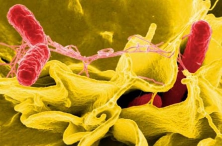 CDC Mỹ: Vi khuẩn Salmonella không rõ nguồn gốc lan rộng ra 29 tiểu bang
