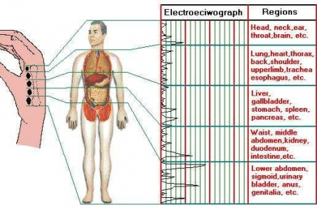 Sinh học toàn ảnh – lý thuyết sinh học đột phá bị lãng quên