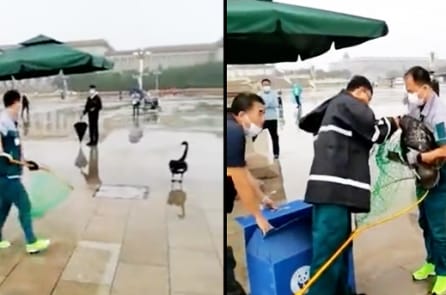 Chu Hiểu Huy: “Thiên nga đen đáp xuống Thiên An Môn: Điềm hung không dứt”