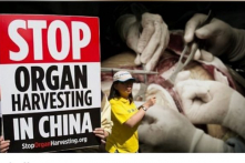 Luật sư Iglesias: ‘Đã đến lúc thức tỉnh’ về nạn mổ cướp nội tạng của ĐCSTQ