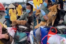 Giới chức huyện Trần Văn Thời (Cà Mau) nhấn nước, đốt đàn chó mèo: ‘Việc tiêu hủy được đồng thuận’