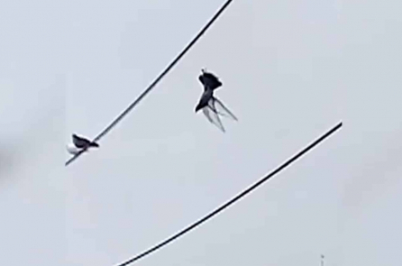 Cảnh sát dùng drone để cứu chim bồ câu bị treo ngược trên dây điện