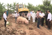 Dịch tả lợn châu Phi bùng phát cùng COVID-19, người chăn nuôi đứng bên bờ phá sản