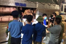 Quảng Ninh: Thêm 4 người trốn trong thùng xe chở lợn để vào tỉnh