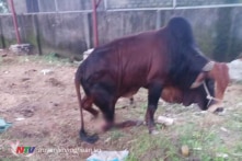 Nghệ An: 5 con bò bị chặt đứt chân trong đêm