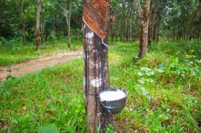 Ngành cao su Việt Nam lãi lớn trước nhiều nỗi lo