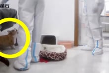 Trung Quốc: Nhân viên chống dịch cạy cửa vào nhà đánh chết chó cưng