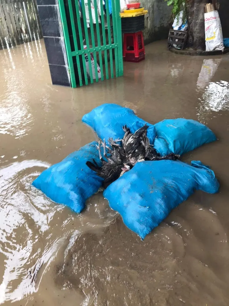 ga chet mua lu phu yen