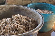 Hải Phòng: Phát hiện cơ sở chứa 7,5 tấn lòng heo nhiễm dịch tả heo châu Phi