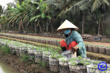 Thị trường hoa Tết Nguyên Đán trước nhiều nỗi lo