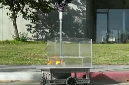 Các nhà khoa học Israel huấn luyện cá vàng “lái” robot trên cạn