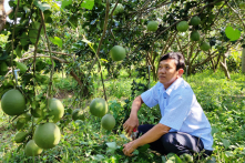 Mỹ đồng ý mở cửa thị trường cho mặt hàng trái bưởi Việt Nam