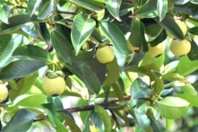 Lâm Đồng: Thương lái đang thu mua lá măng cụt khi cây sắp ra hoa