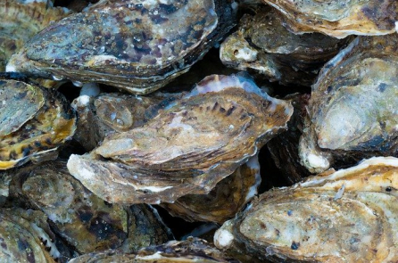 Người nuôi hàu ở Pháp khiến kẻ trộm sợ hãi chỉ bằng 1 mẩu giấy