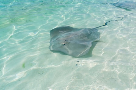 Vẻ đẹp dịu dàng của biển Maldives, sự hài hòa giữa cá lớn và con người